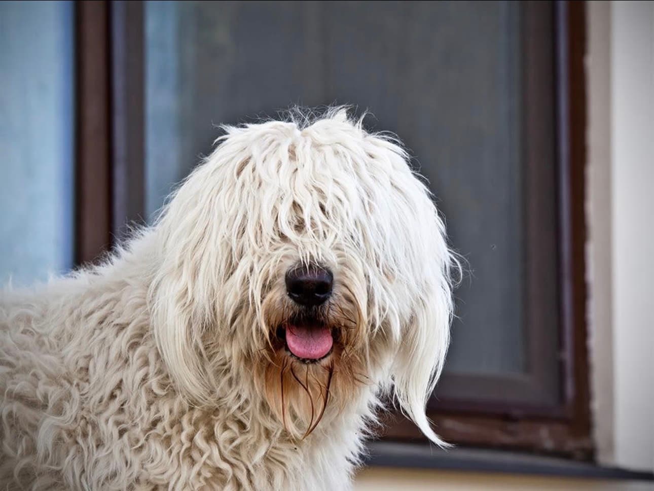 10 Signs Your Dog Needs Grooming Immediately