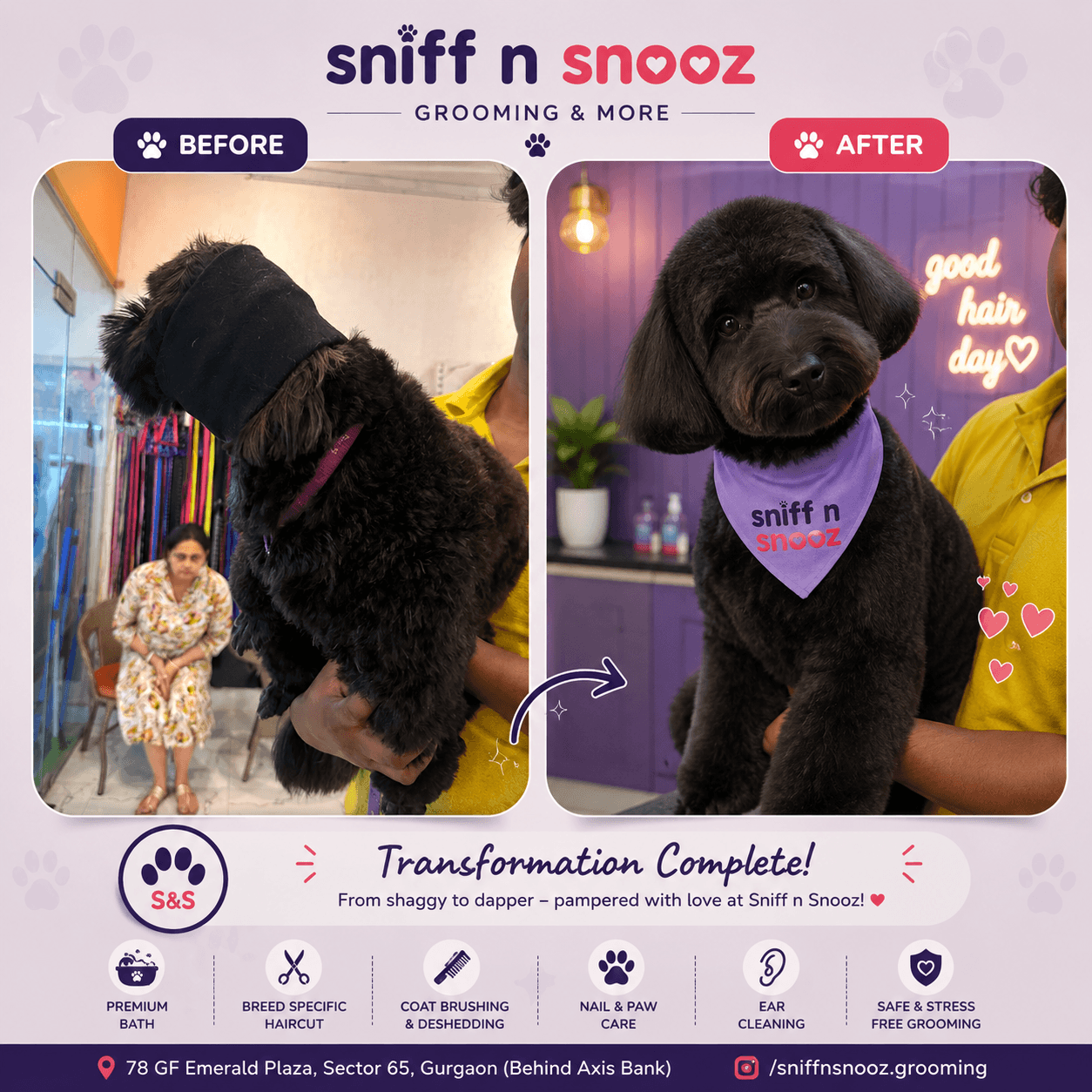 Poodle Makeover Transformation – From Curly to Classy