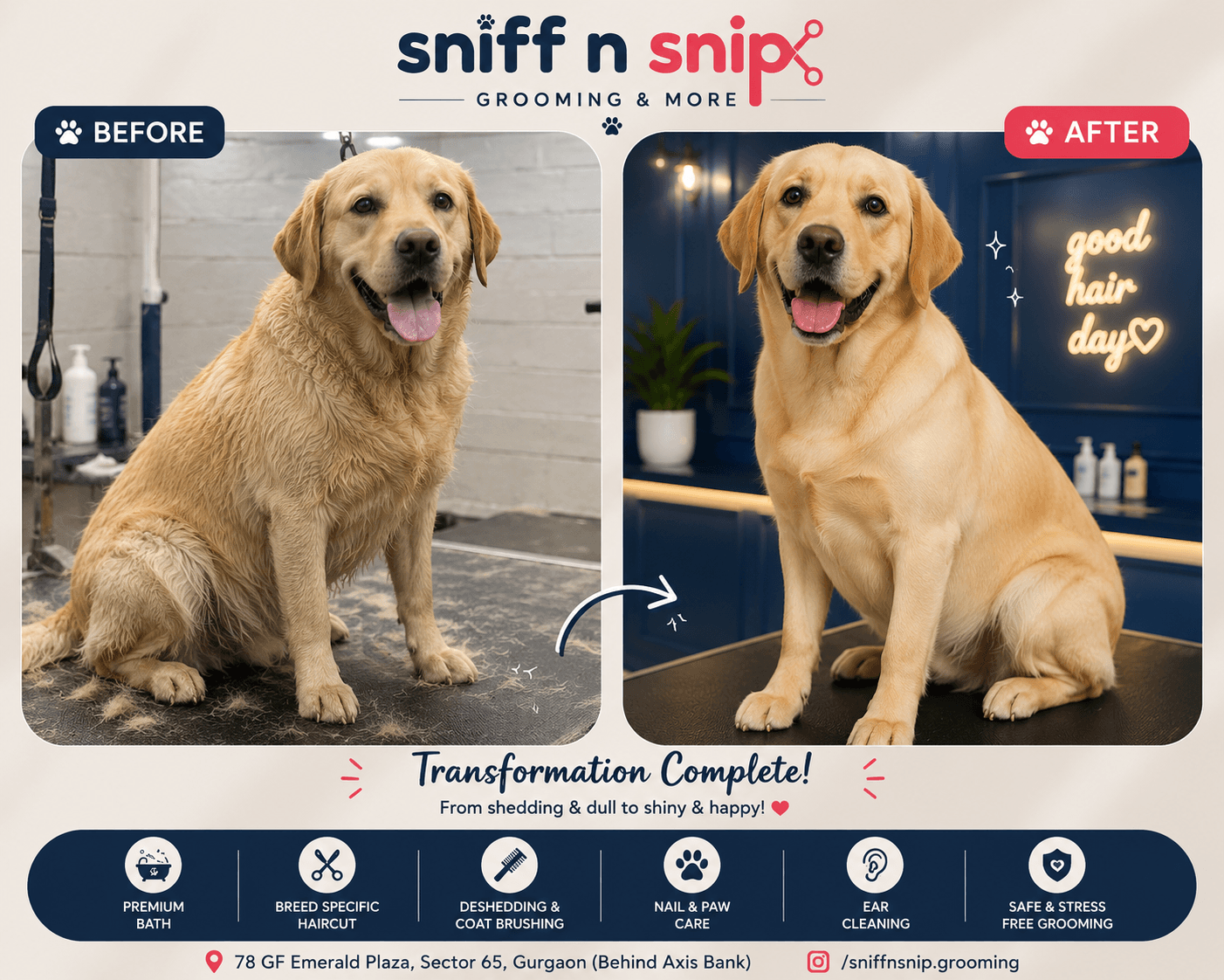 Labrador De-shedding Transformation – From Shedding Everywhere to a Healthy, Glossy Coat