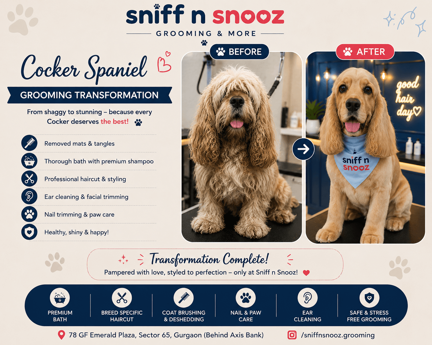 Cocker Spaniel Grooming Transformation – From Tangled to Tail-Wagging Beautiful