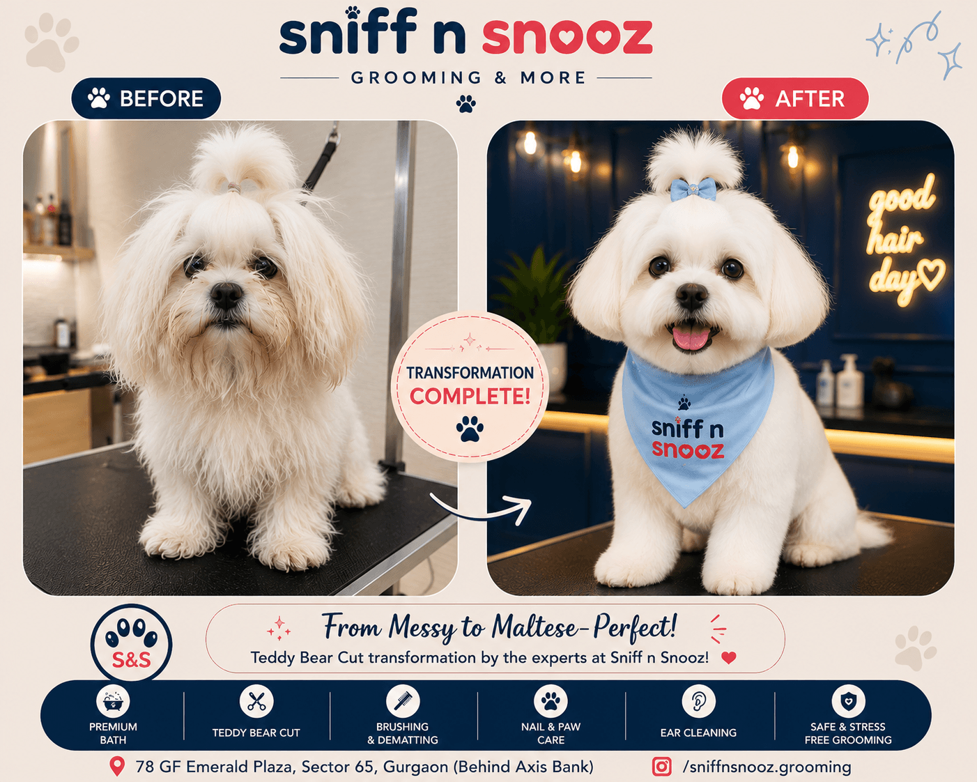Maltese Teddy Bear Cut Transformation – From Long & Messy to Soft, Fluffy & Adorable