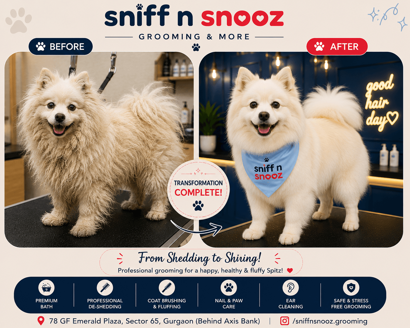 Spitz Grooming Transformation – From Fluffy & Untidy to Fresh, Fox-Like Perfection