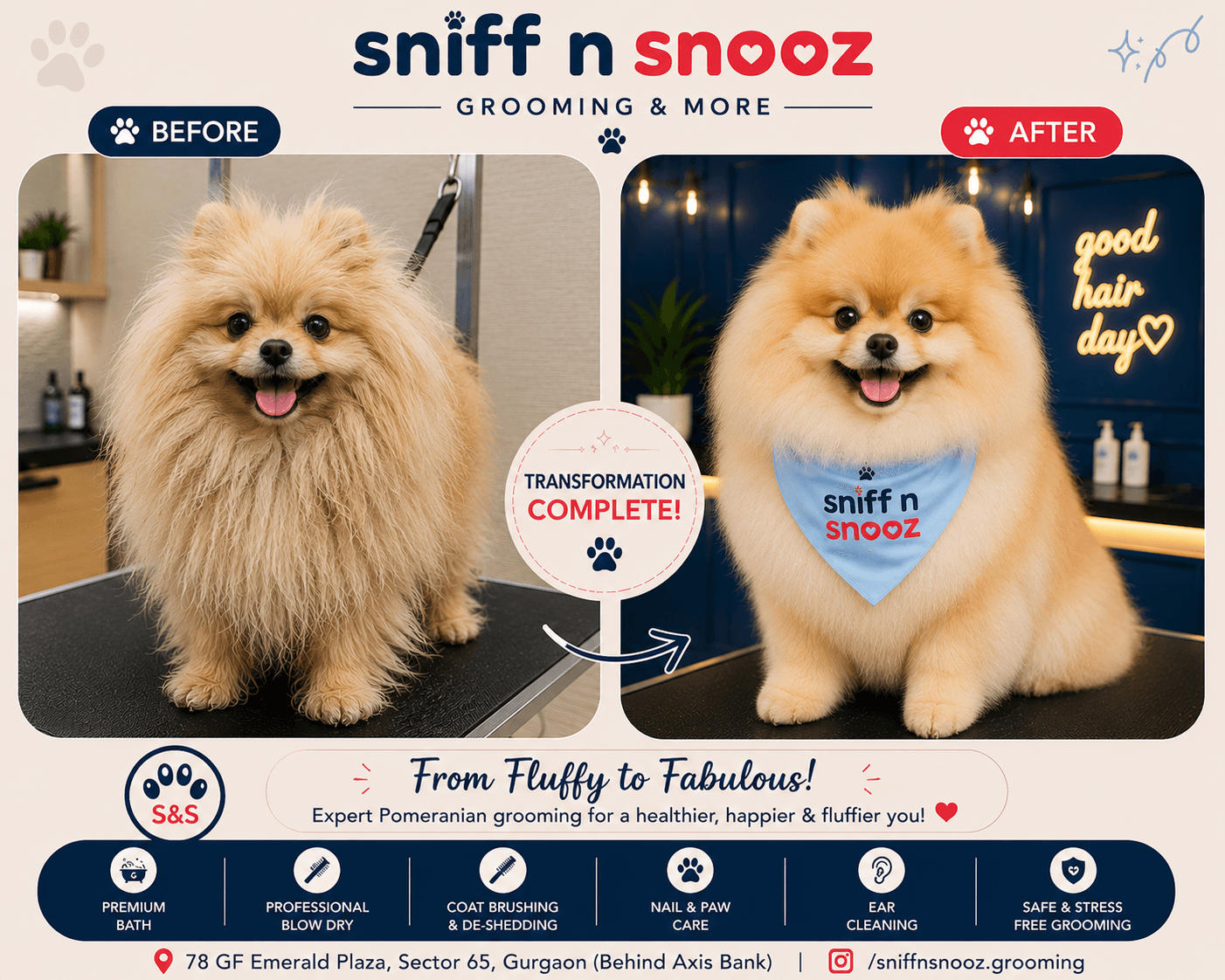 Pomeranian Fluffy Makeover – From Puffy to Picture-Perfect
