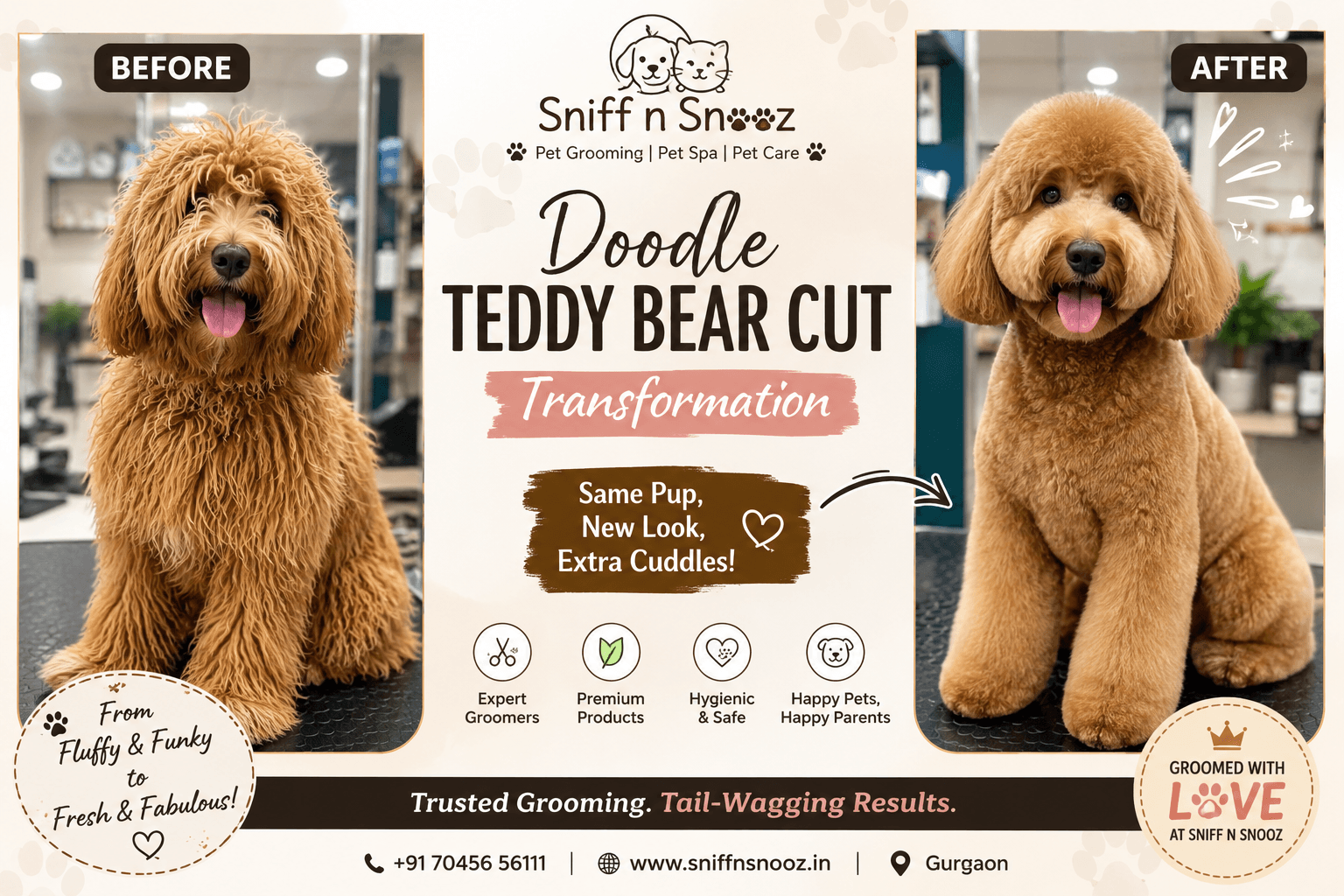 Doodle Teddy Bear Cut at Sniff n Snooz