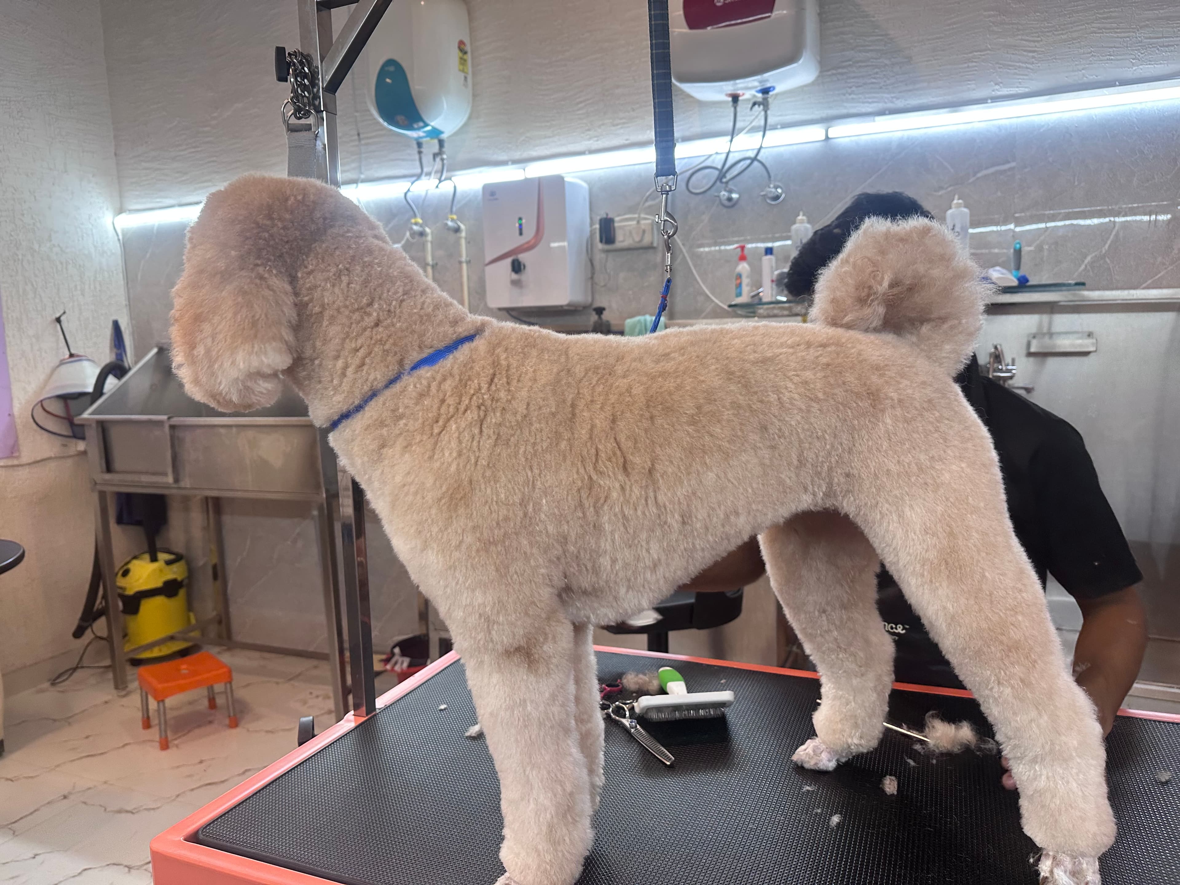 Why Finding the Best Poodle Groomer Feels So Difficult