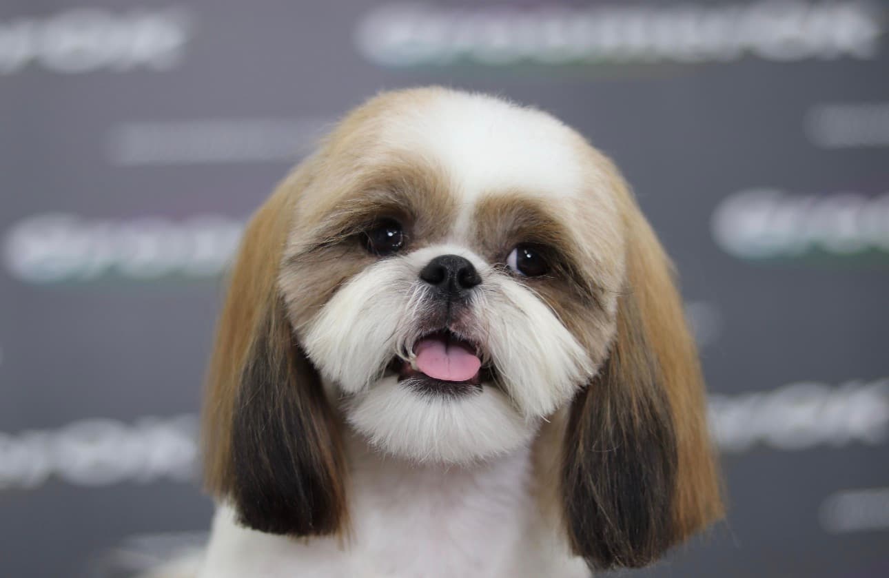 A Fresh Look, a Softer Coat, a Happier Pet! Sniff N Snooz · Premium Pet Grooming · Sector 65, Gurgaon
