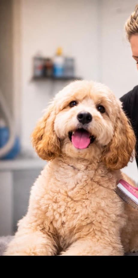 Premium Dog Grooming in Gurgaon – Healthy Coats, Happy Pets | Sniff N Snooz