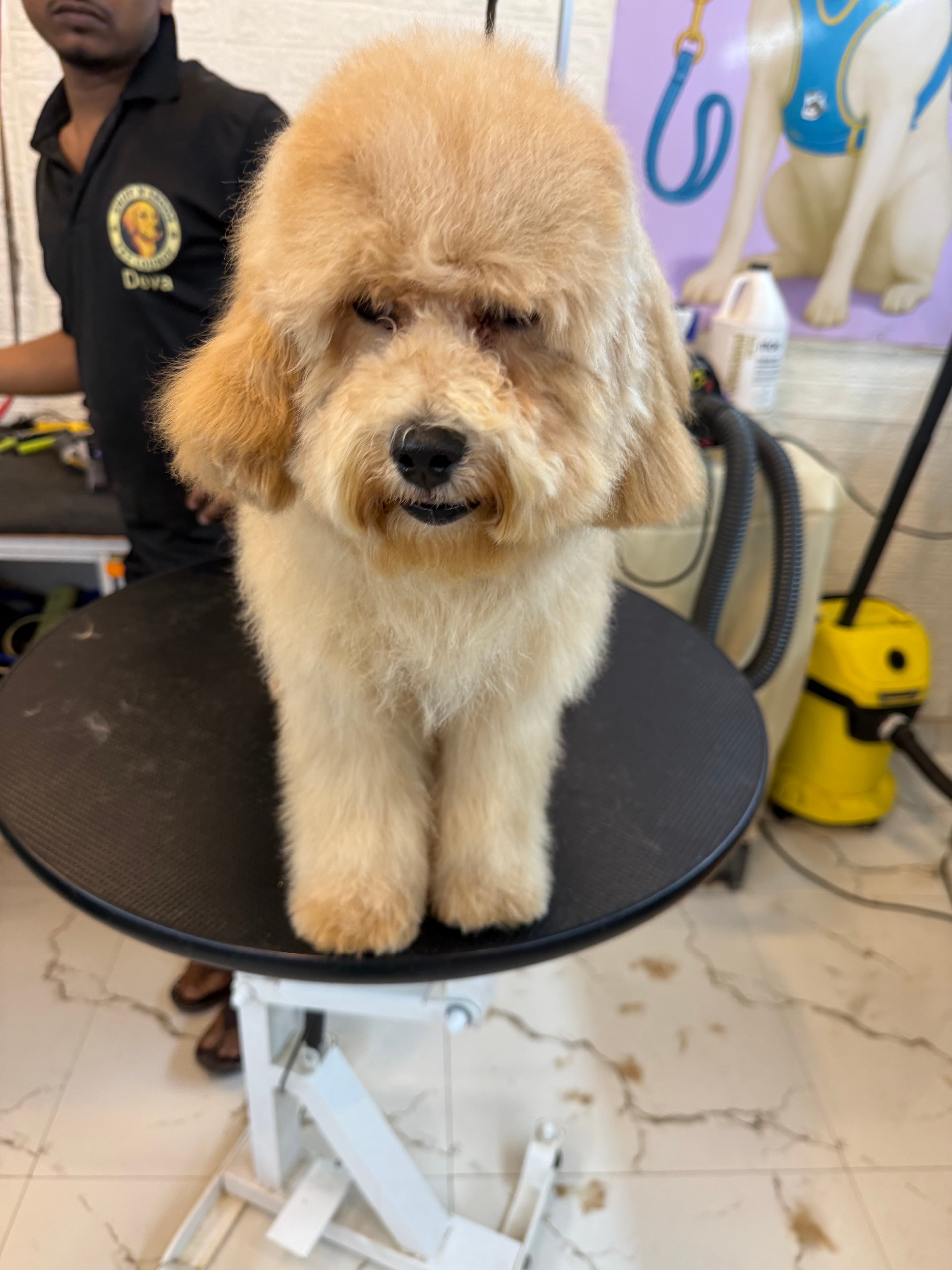 Your Neighbourhood Pet Wellness Hub: Why Pet Parents in Sector 65 Choose Sniff N Snooz